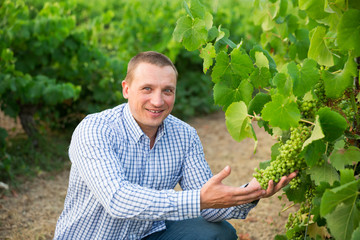 Male farmer  working with grapes in vineyard at summertime