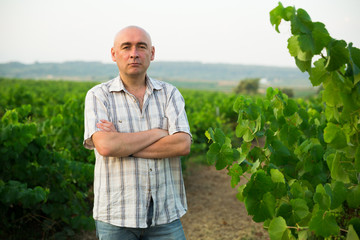 Male winemaker standing near  grapes in vineyard at fields