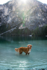 dog by the mountain lake. Traveling with a pet. vacation trip. Nova Scotia Retriever in nature.