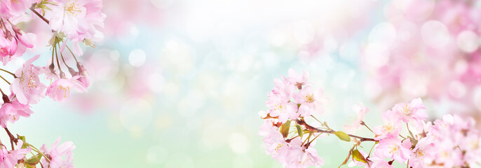 Pink cherry tree blossom flowers blooming in springtime against a natural sunny blurred garden...