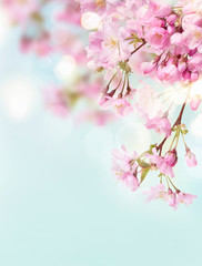 A portrait image of pink cherry tree blossom flowers blooming in springtime against a natural sunny...