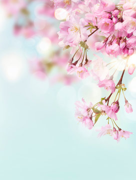 Fototapeta A portrait image of pink cherry tree blossom flowers blooming in springtime against a natural sunny blurred garden background of blue and white bokeh.