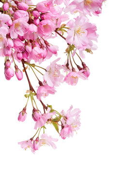 Pink Spring Cherry Blossom Flowers On A Tree Branch Isolated Against A White Background.
