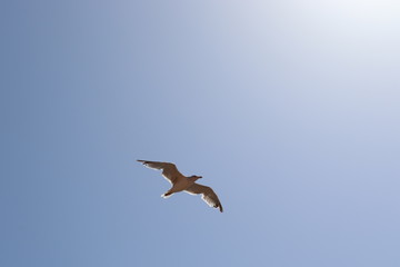 Obraz premium bird on sky