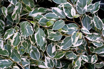 Beautiful white and green foliage of Weeping Fig Variegata tropical plant