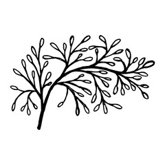 Hand drawn plants and tree branches with leaves. Vector floral silhouettes. Graphic design elements. Black and white botanical illustration.