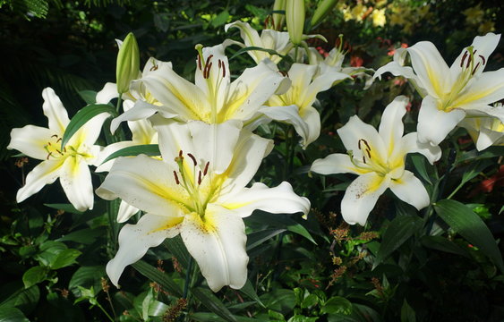 Beautiful white and yellow flower of Oriental Trumpet Lily Luson