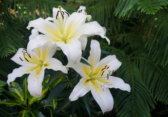 Obraz na płótnie Canvas Beautiful white and yellow flower of Oriental Trumpet Lily Luson