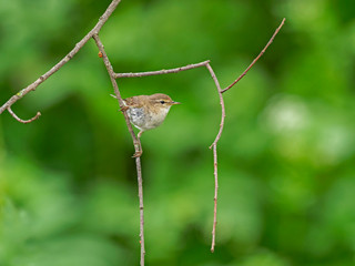 Common Chiffchaff (Phylloscopus collybita) perched on a branch