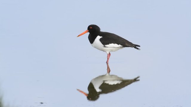 Pied oystercatcher resting in shallow water before taking off