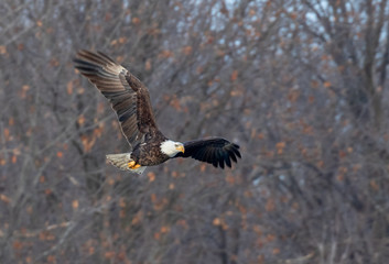 Bald eagle (Haliaeetus leucocephalus) adult flying through winter forest, Saylorville, Iowa, USA