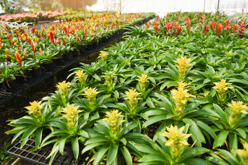 Bromeliad flower nursery farm ornamental and flower green plant growing in the garden greenhouse under roof /