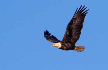 Bald eagle (Haliaeetus leucocephalus) adult soaring in blue sky, Saylorville, Iowa, USA