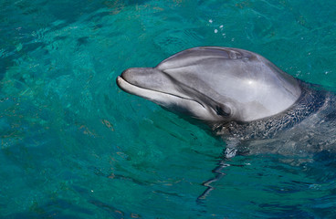 Adult dolphin in nature reserve of the Red Sea, Middle East 