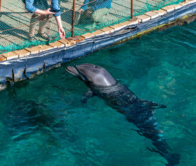Adult dolphin in nature reserve of the Middle East 