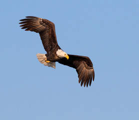 Bald eagle (Haliaeetus leucocephalus) adult soaring in blue sky, Saylorville, Iowa, USA