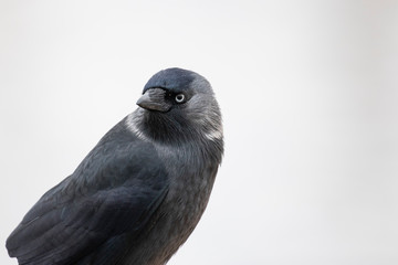 The western jackdaw (Coloeus monedula), also known as the Eurasian jackdaw, European jackdaw, or simply jackdaw, is a passerine bird in the crow family. 