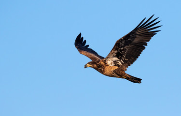 Bald eagle (Haliaeetus leucocephalus) young flying in the blue sky, Saylorville , Iowa, USA