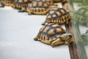 African spurred tortoise - Close up turtle walking in farm