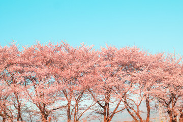 Beautiful cherry blossom or sakura in spring time ,Japan.