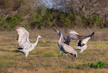 Sandhill cranes (Grus canadensis) dancing, Galveston, texas, USA.