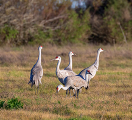Obraz na płótnie Canvas Sandhill cranes (Grus canadensis) on a wet meadow, Galveston, Texas, USA.