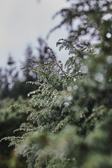 Juniper bush covered with dew drops after the rain