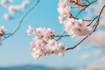 Beautiful cherry blossom sakura in spring time with sky  background in Japan.