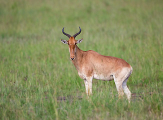Naklejka na ściany i meble A large African Antelope Hartebeest standing in a green grass seen at Masai Mara, Kenya, Africa