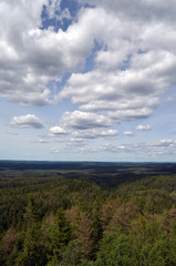 Forest on a summer day in Central Norway
