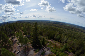 Forest on a summer day in Central Norway