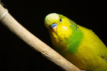 a yellow-green parrot sits on a stick. copy space. on a black background. close up