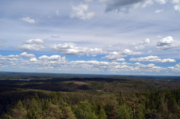 Forest on a summer day in Central Norway