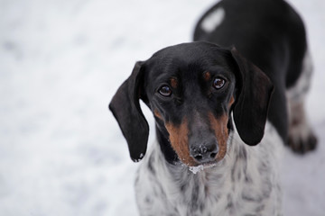 dog portrait snow road background 