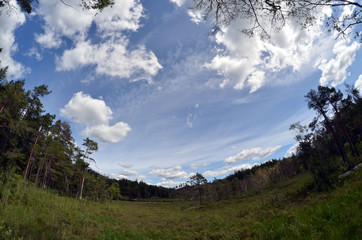 Forest on a summer day in Central Norway