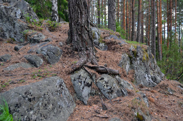 Forest on a summer day in Central Norway