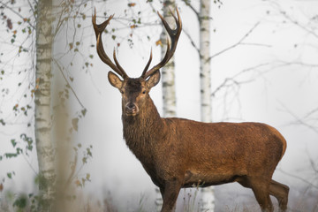 Naklejka na ściany i meble Red deer stag (Cervus elaphus)