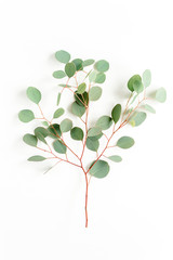 green branch eucalyptus on white background. flat lay, top view