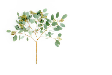 Obraz premium Green eucalyptus branch and leaves with fruits in the form of berries on white background. flat lay, top view. floral concept