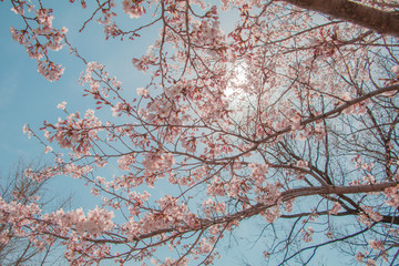 Beautiful cherry blossom or sakura in spring time with blue sky  background in Japan.