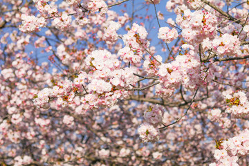 Beautiful cherry blossom trees or sakura blooming   spring day.