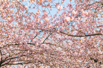 Beautiful cherry blossom trees or sakura blooming   spring day.