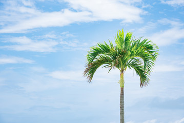 ヤシの木と青空