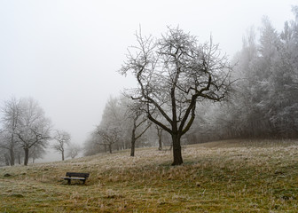 tree in fog