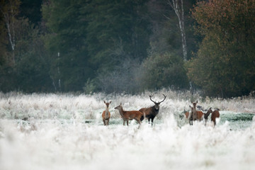 Red deer stag (Cervus elaphus)