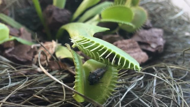 Venus flytrap ( Dionaea muscipula ), carnivorous plant