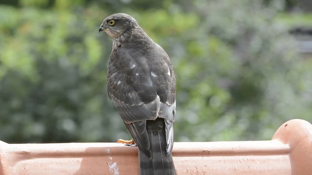 Sparrowhawk perched on roof of house and looking for garden birds