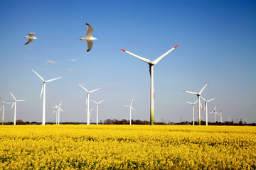 Windkraftanlage mit Rapsfeld und V&ouml;gel