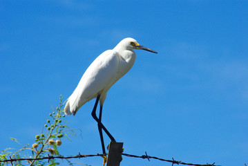 White heron seating on the wooden fence