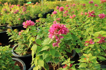 bougainvillea flower